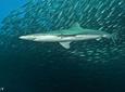 Save Sharks, Rays & Sawfish